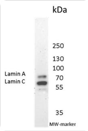 Figure 3. Immunoblotting result of MUB1102P (131C3) recognizing nuclear lamins A and C in human fibroblasts.